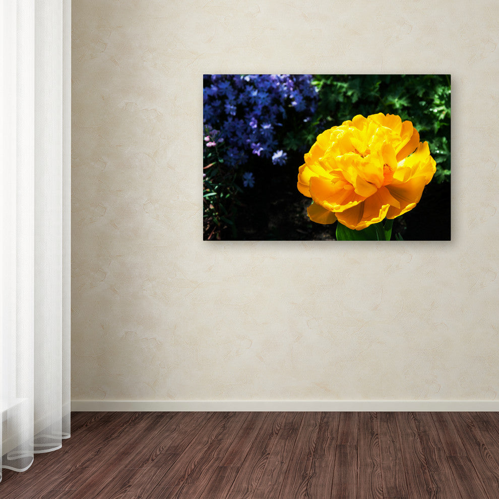 ''Yellow Double Headed Tulip'' Canvas Art by Kurt Shaffer