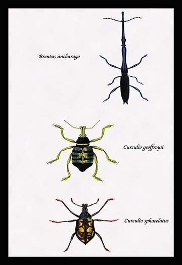Beetles: Brentus Anchorago, Curculio Geoffroyii et al. #1- Fine Art Giclee Print