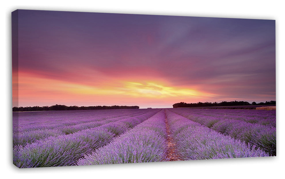 Beautiful Sunset over Lavender Rows, Landscape Canvas Wall Art, 32"x16"