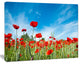 Red Poppy Garden under Clear Sky, Floral Canvas Art Print, 20"x12"