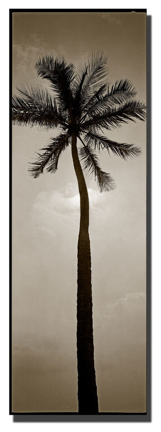 'Palm' Canvas Art by Preston