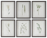 Uttermost 41459 Forest Finds Framed Prints, 6-Piece Set