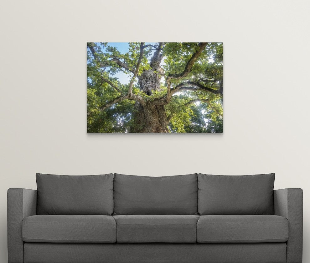 "The Old Tree Oak" Wrapped Canvas Art Print, 48"x32"x1.5"