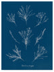 Wild Apple Portfolio 'Delicate Coral I' Canvas Art, 24"x18"
