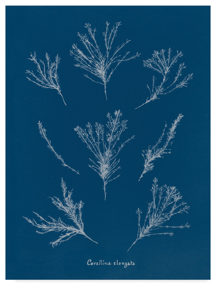Wild Apple Portfolio 'Delicate Coral I' Canvas Art, 24"x18"