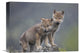 "Gray Wolf Pups In Light Snowfall, North America" Artwork, 16" x 12"