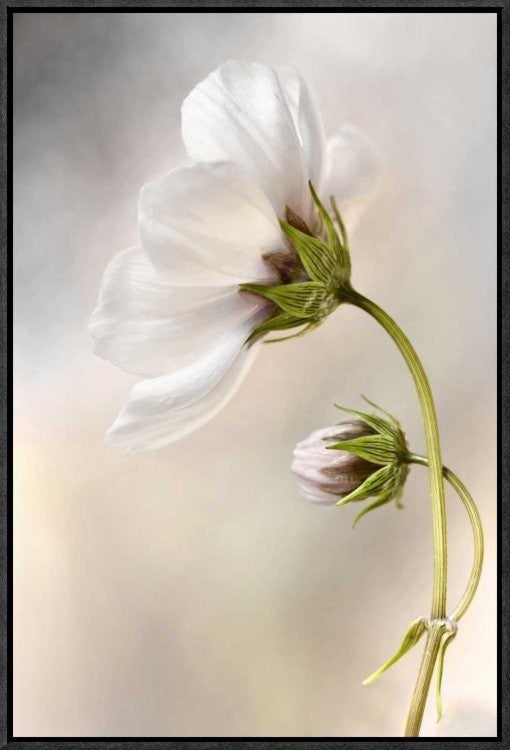 "Cosmos" Framed Canvas Giclee by Mandy Disher, 16x23"