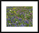 "Sand Bluebonnet flowers, Hill Country, Texas"  by Tim Fitzharris, 24x20"