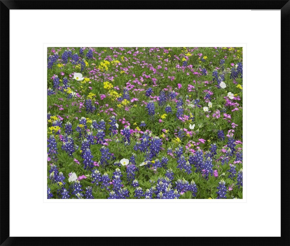 "Sand Bluebonnet flowers, Hill Country, Texas"  by Tim Fitzharris, 24x20"