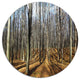Shade From Sun In Autumn Forest, Forest Round Metal Wall Art, 11"
