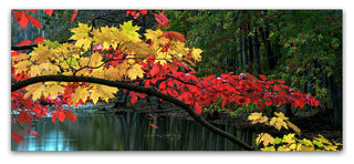 Kurt Shaffer 'Autumn Red and Gold' Canvas Art