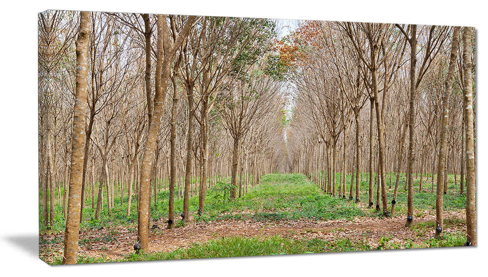 Beautiful Rubber Plantation Photo, Modern Forest Canvas Art, 32"x16"