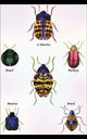 Beetles of Barbary and the Americas #1- Canvas Poster 20" x 30"