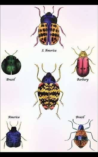 Beetles of Barbary and the Americas #1- Canvas Poster 20" x 30"