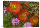 "Claret Cup Cactus And Verbena In Bloom, North America" Artwork