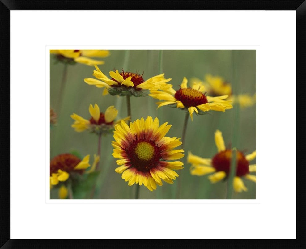 "Indian Blanket flowers North America"  by Tim Fitzharris, 24x20"
