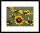 "Indian Blanket flowers North America"  by Tim Fitzharris, 24x20"