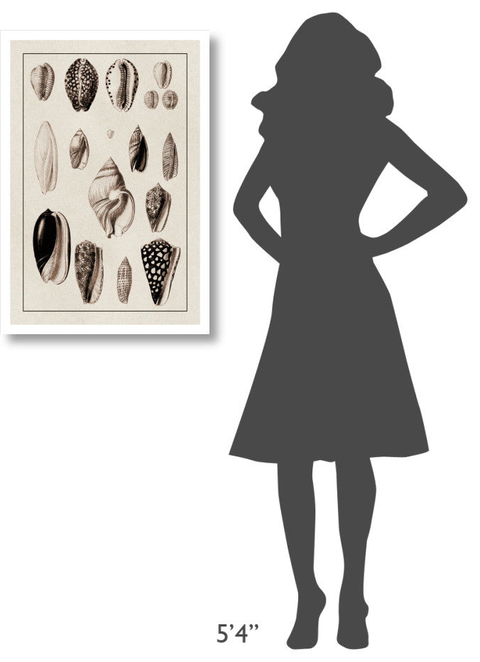 "Shells: Convoltae and Orthocerata (Sepia)" Paper Print by G.B. Sowerby, 22"x32"