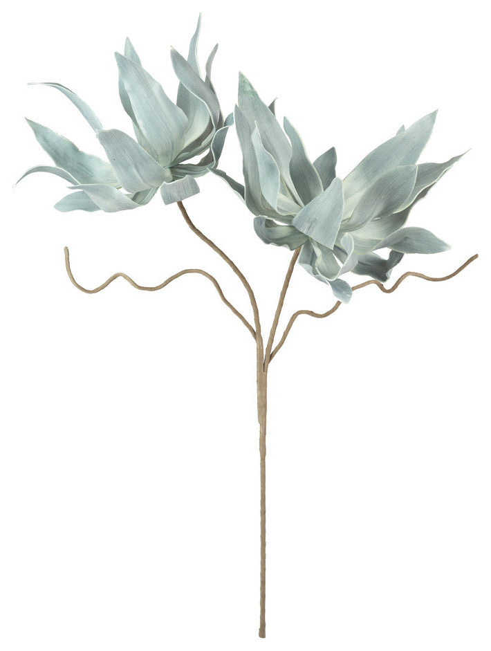 Kalalou Csl2547 Botanica