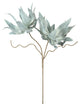 Kalalou Csl2547 Botanica