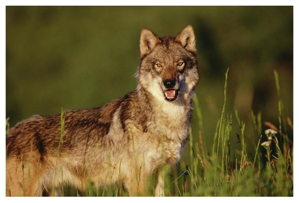 "Timber Wolf portrait, North America" Print by Tim Fitzharris, 62"x42"