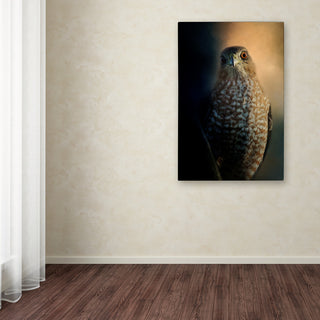 Jai Johnson 'Coopers Hawk At Sunset' Canvas Art, 24 x 16