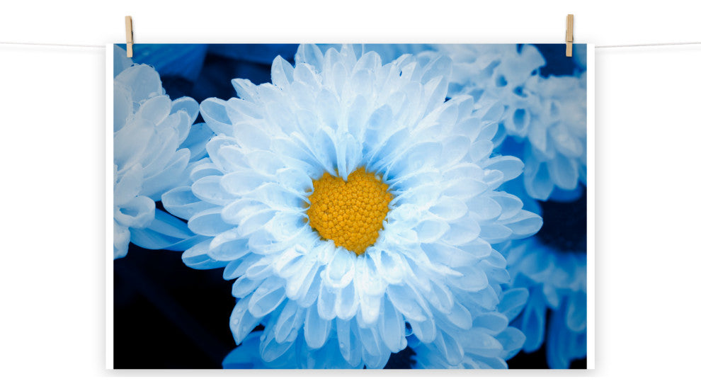 Blue Tinted Chrysanthemums Floral Nature Photo Loose Wall Art Print, 18" X 24"
