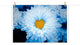 Blue Tinted Chrysanthemums Floral Nature Photo Loose Wall Art Print, 18" X 24"