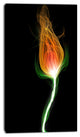 Fiery Fractal Flower with Stem, Floral Canvas Art Print, 16"x32"
