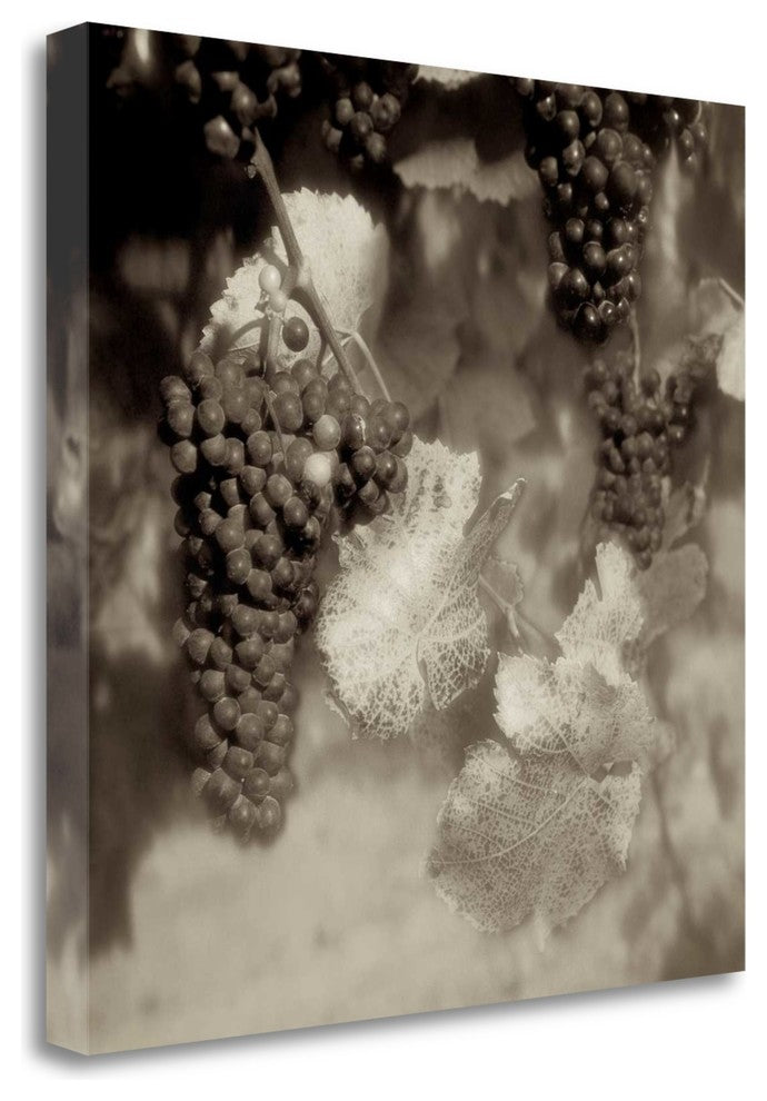"Grapes Sepia - 40A" By Alan Blaustein, Giclee Print on Gallery Wrap Canvas