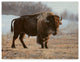 Rusty Frentner 'Bison' Canvas Art, 24"x18"