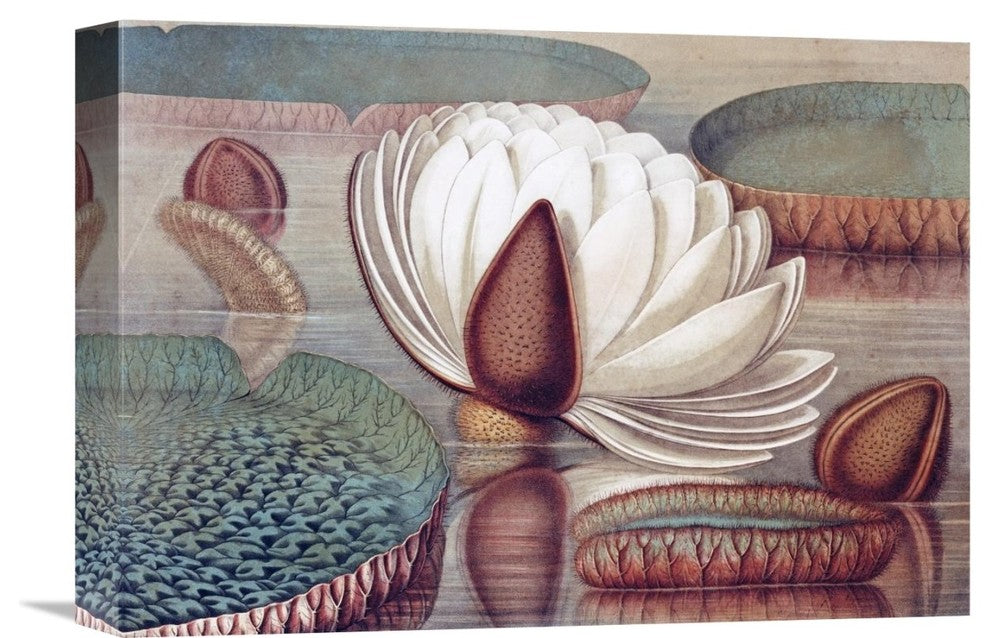 "The Great Water Lily of America (Opening Flower)" Artwork, 16" x 11"