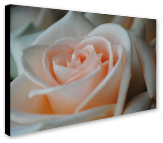 'Perfezione' Canvas Art by Monica Fleet