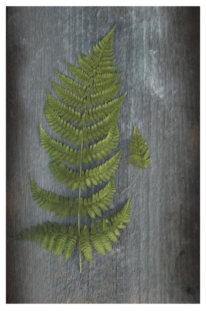 "Woodland Fern V" Digital Paper Print by Sue Schlabach, 22"x32"