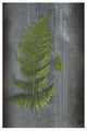 "Woodland Fern V" Digital Paper Print by Sue Schlabach, 22"x32"