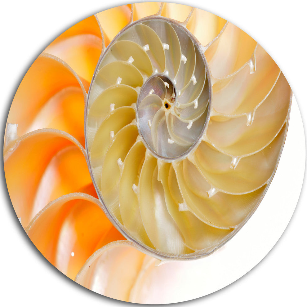 Isolated Nautilus Shell, Abstract Art Large Disc Metal Wall Art, 11"