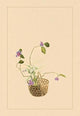 Hydrangea and Daisy - Fine Art Giclee Print 24" x 36"