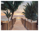 "Palm Promenade" Digital Paper Print by Diane Romanello, 26"x20"