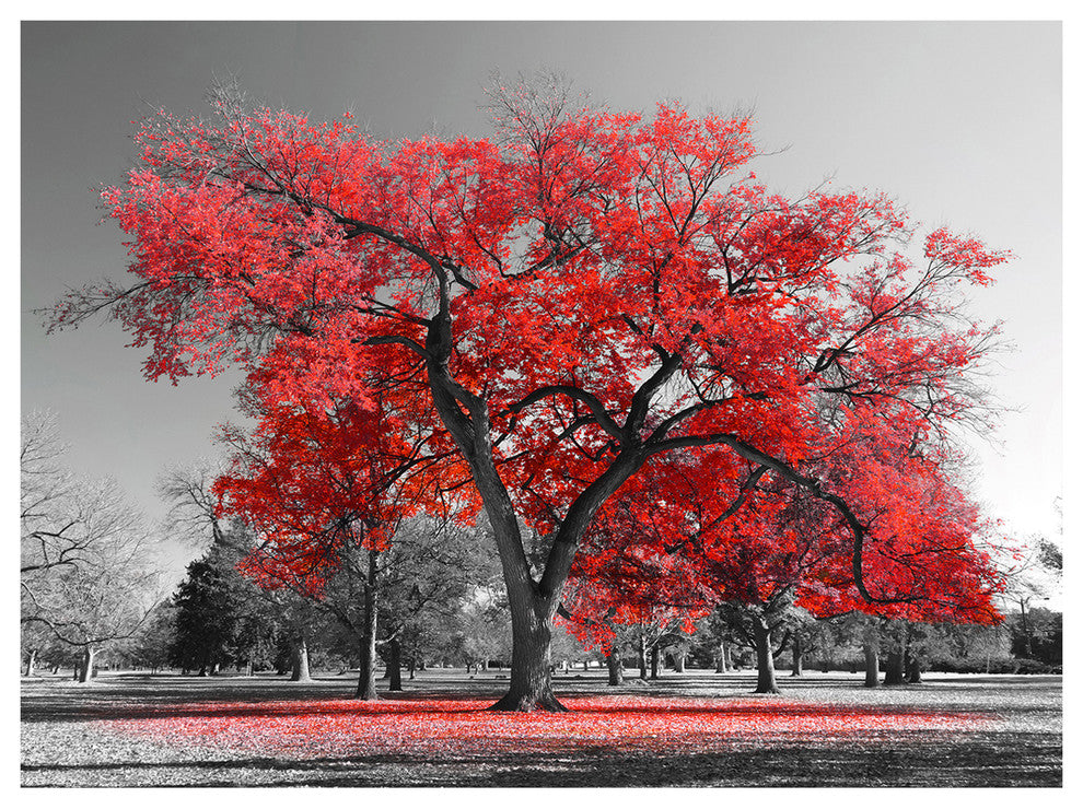 Big Red Tree on Foggy Day, Landscape Canvas Art Print, 40"x30"