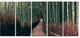 "Bamboo Grove in Arashiyama Panorama" Forest Wall Art, 5 Panels, 60"x28"