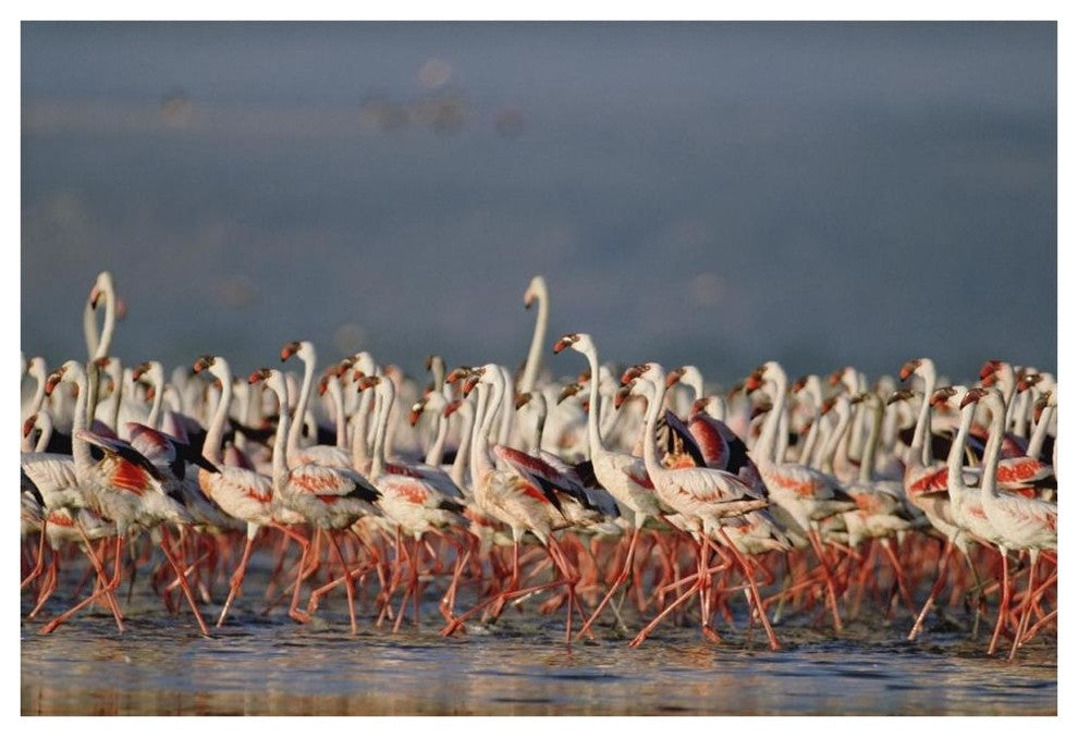"Flamingo flock, courtship dance, Lake Nakuru" Paper Art, 62"x42"