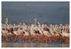 "Flamingo flock, courtship dance, Lake Nakuru" Paper Art, 62"x42"