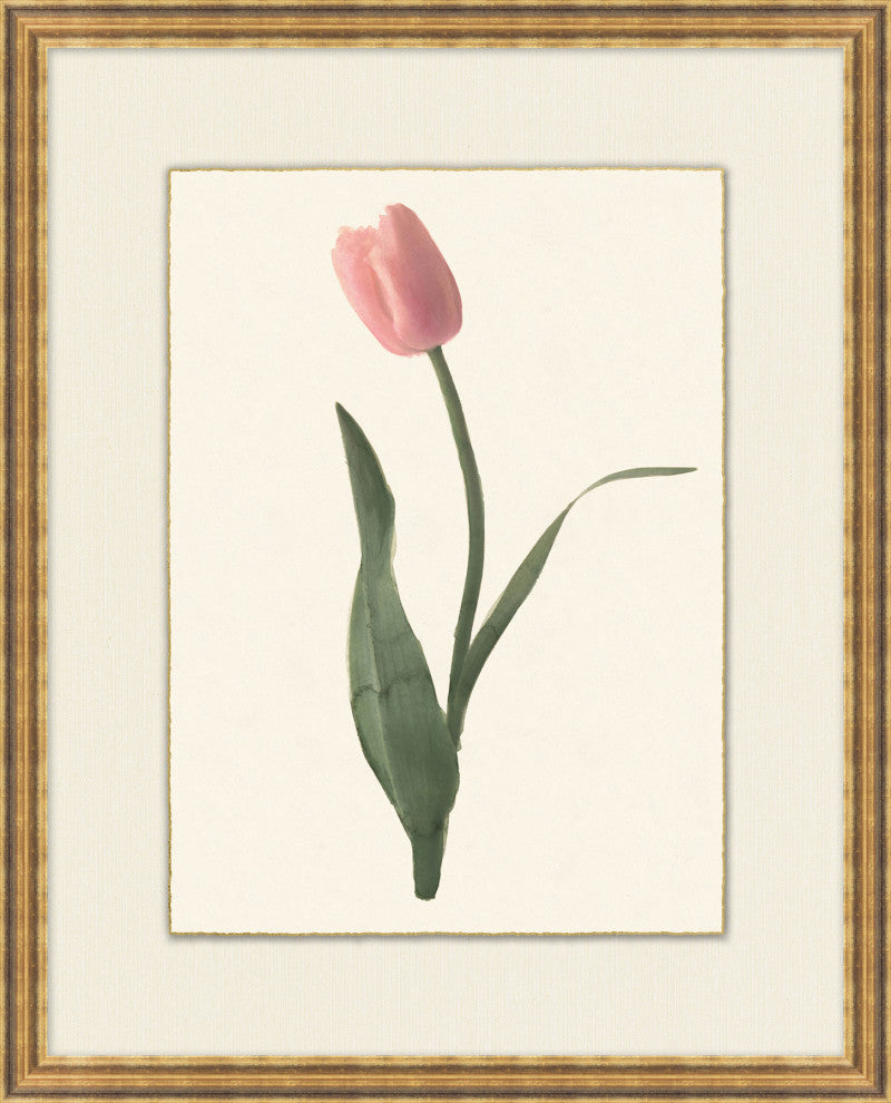 Spring Tulip 5, Giclee Reproduction Artwork