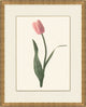 Spring Tulip 5, Giclee Reproduction Artwork