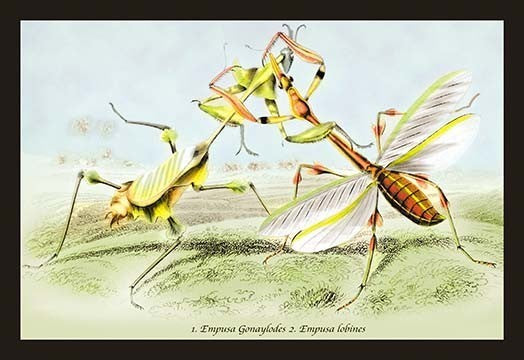 Insects: Empusa Gonaylodes and E. Lobines - Canvas Poster 20" x 30"