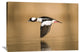 "Bufflehead Male Flying, Island Lake Recreation Area, Michigan" Artwork
