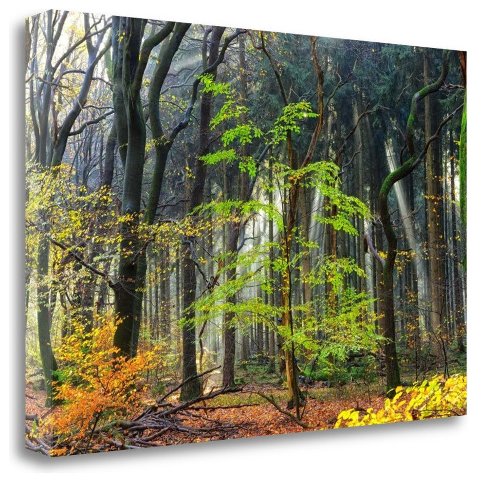 "Colors Of The Forest IV" By Lars Van De Goor, Giclee on Gallery Wrap Canvas