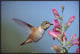 Rufous Hummingbird Juvenile Feeding On Flowers, New Mexico, 36"x24"