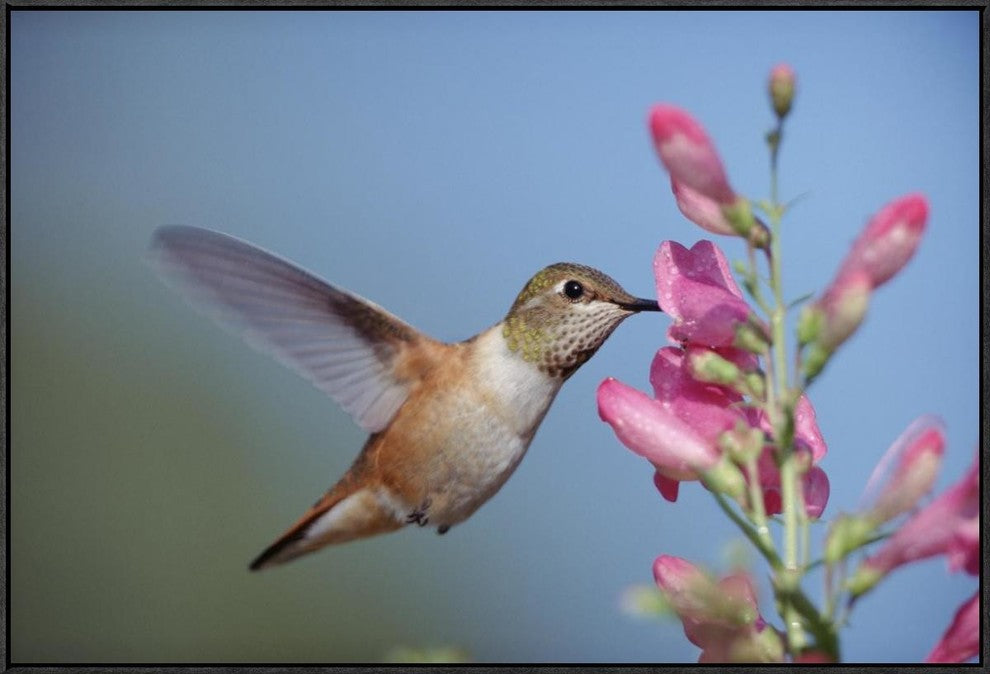 Rufous Hummingbird Juvenile Feeding On Flowers, New Mexico, 36"x24"