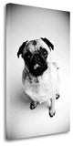 "Piggie 7" By Susan Sabo, Giclee Print on Gallery Wrap Canvas, Ready to Hang